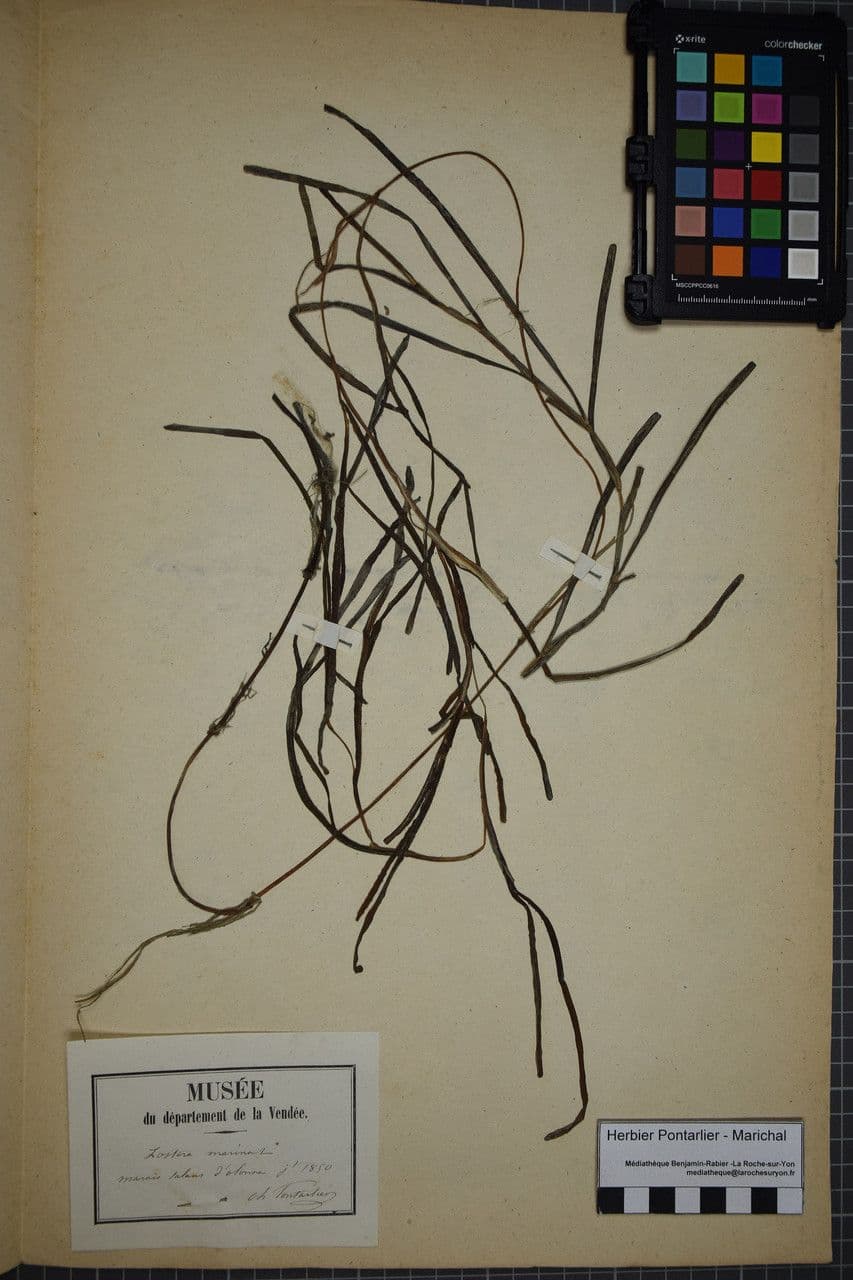 Zostera marina 23