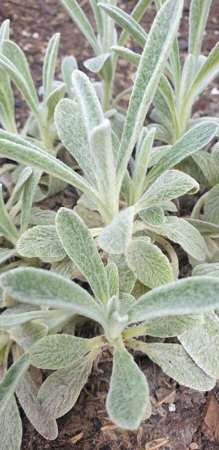 Sideritis dello Scardus 8