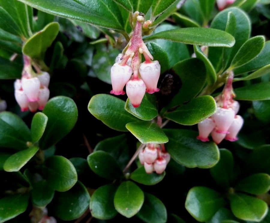 Echte Bärentraube 7
