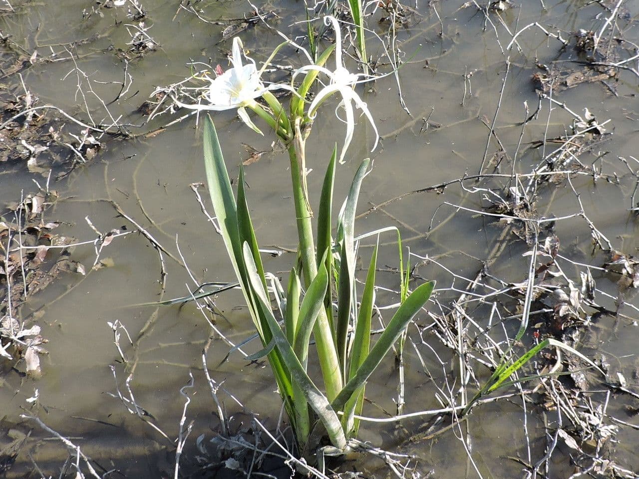 Hymenocallis 8