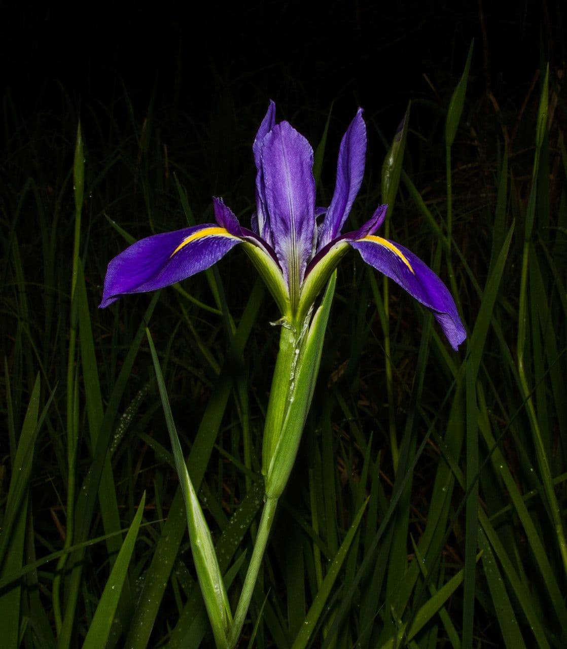Iris bleu géant 3