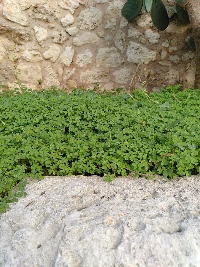 Vinagrera 13