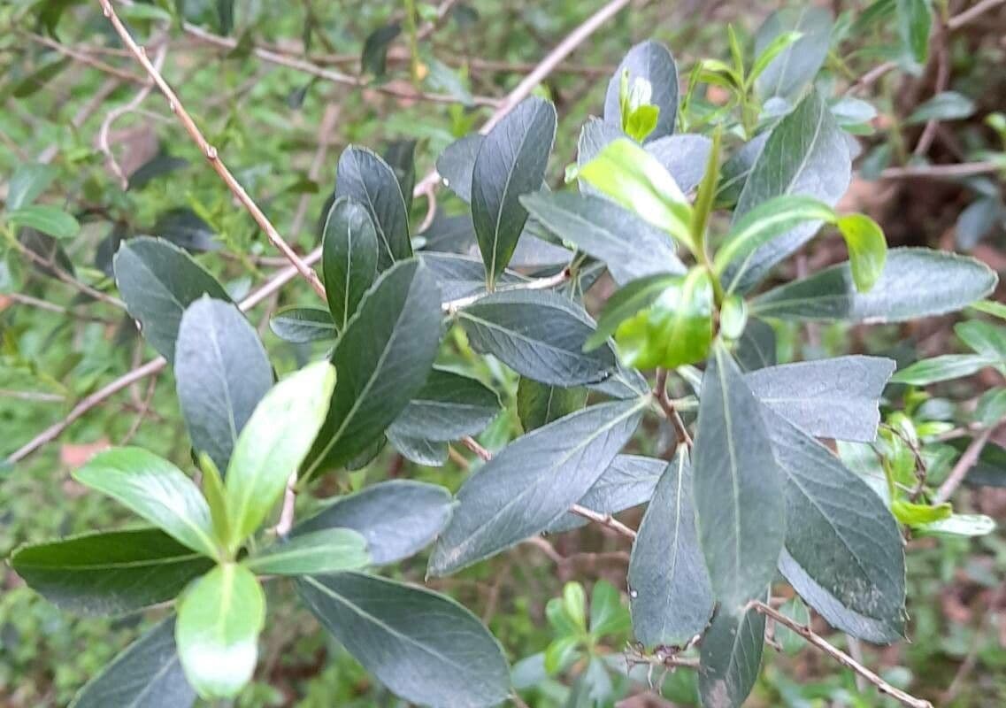 Escallonia 3