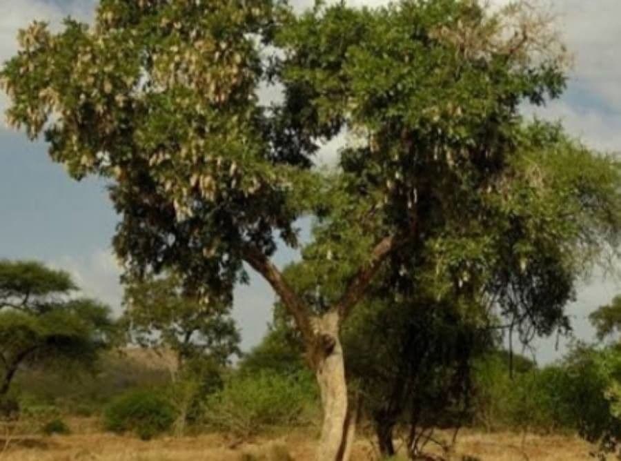 Regenbaum