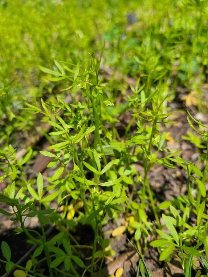 Floerkea proserpinacoides 9