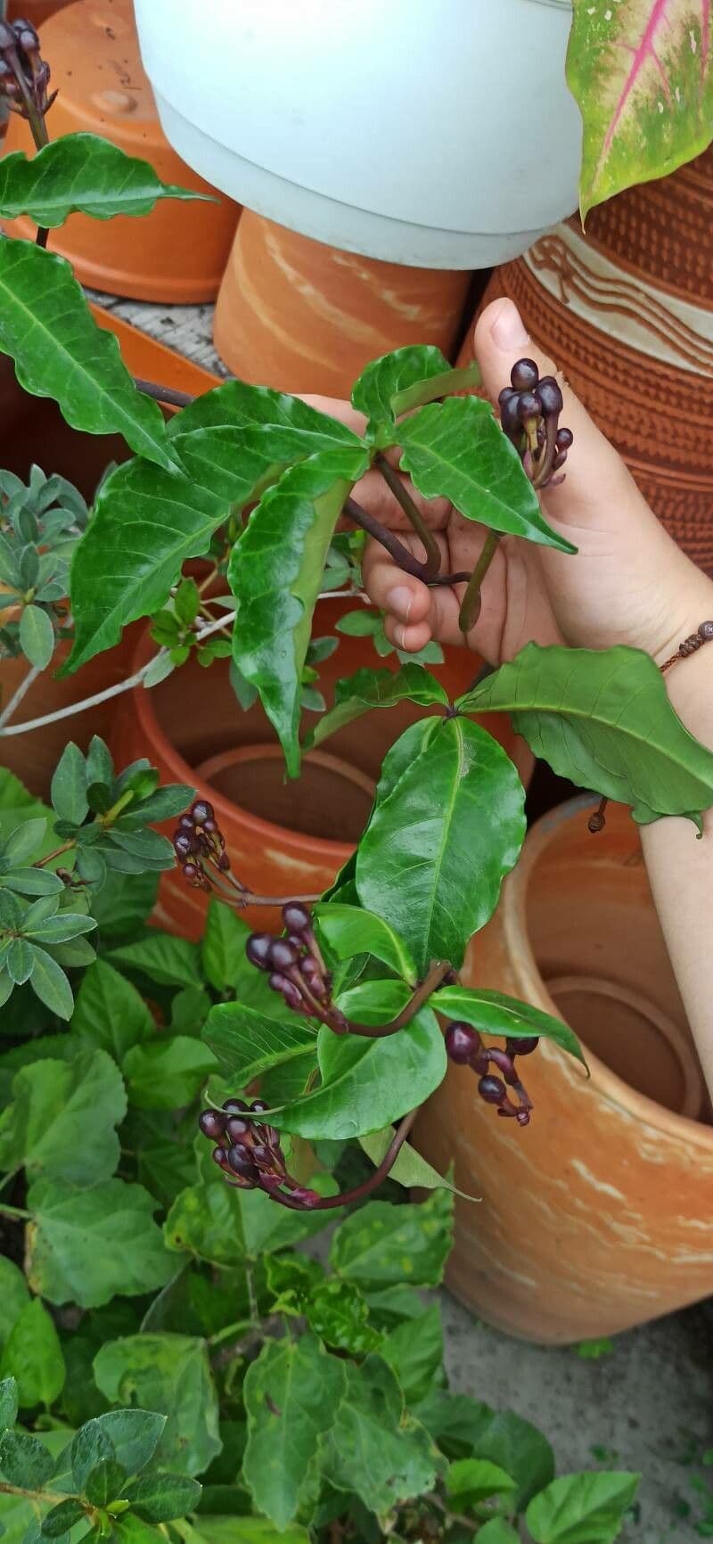 Ipomoea horsfalliae 9