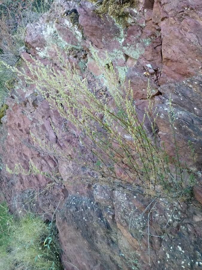 Field sagewort 28