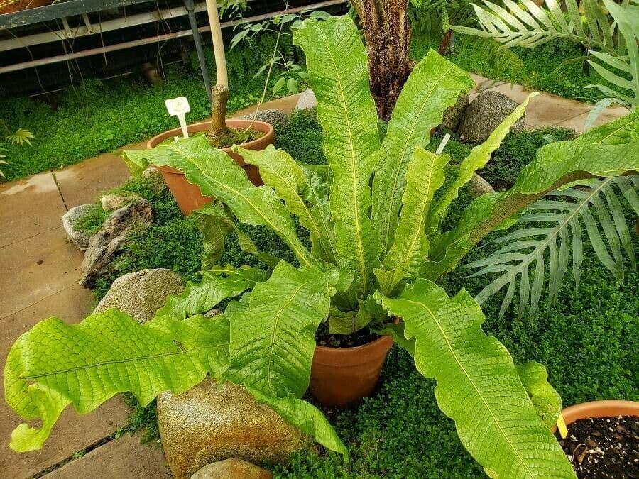 Thelypteris