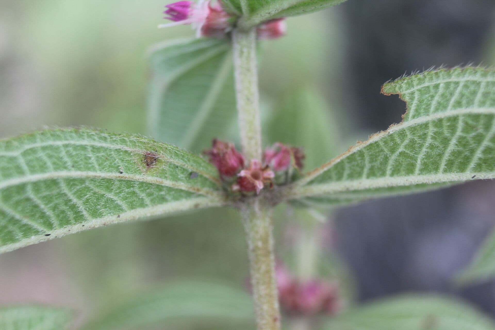 Miconia sericea 14