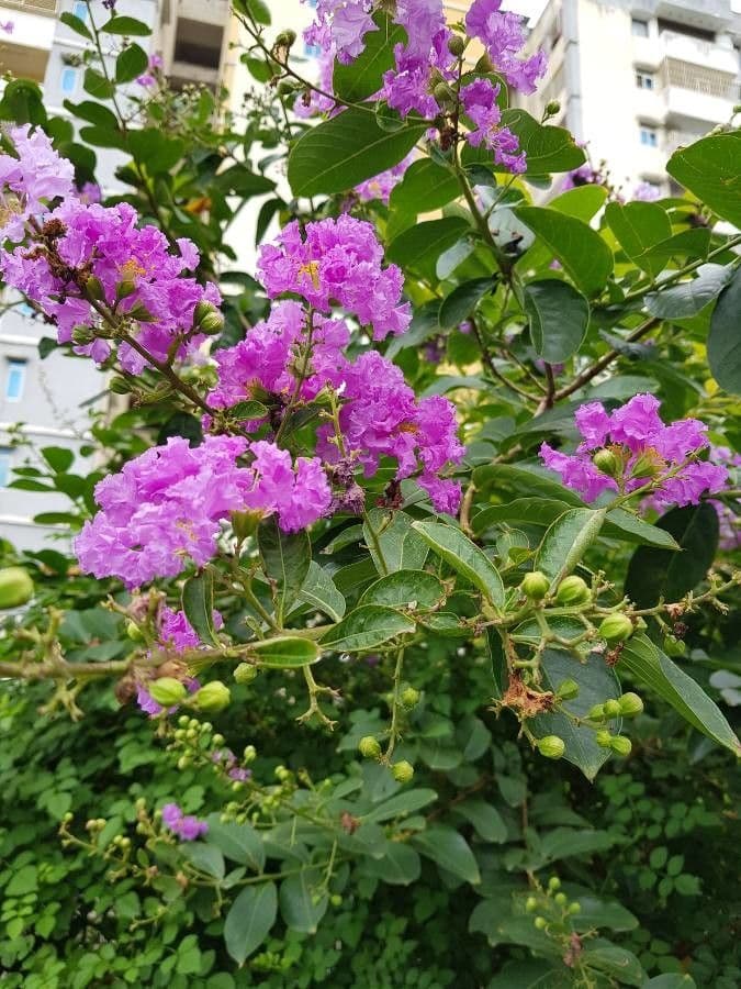 Lagerstroemia splendide 30