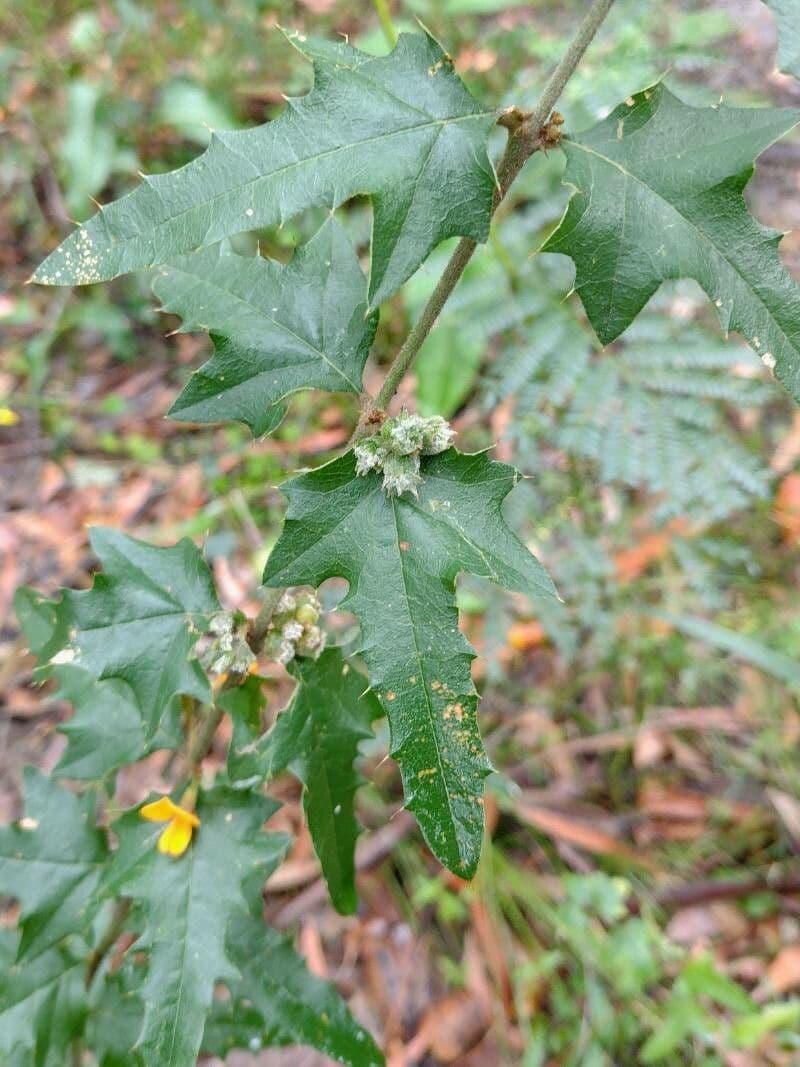 Stechpalmenblättrige Podolobium 7
