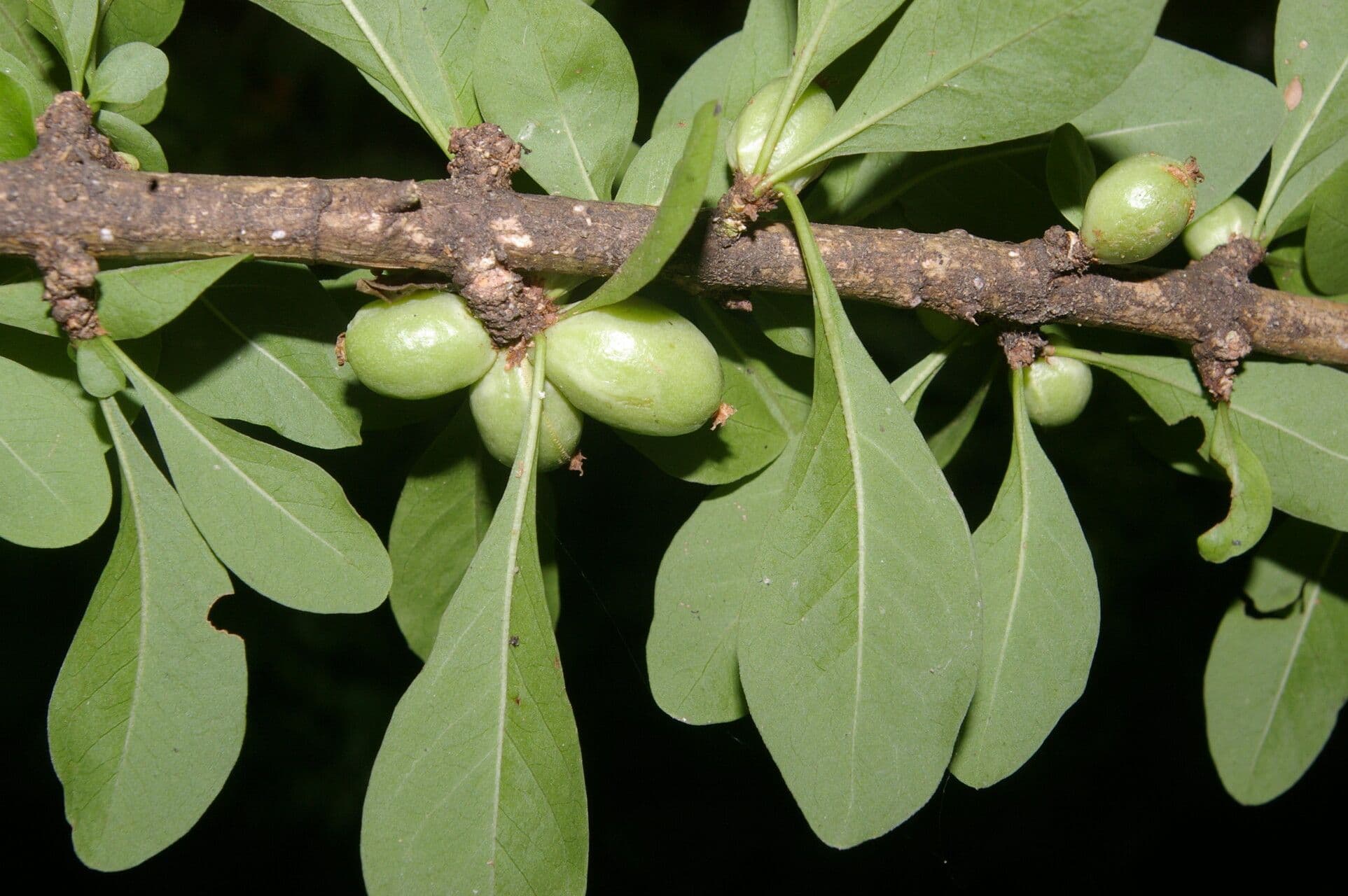 Randia Aculeata 4