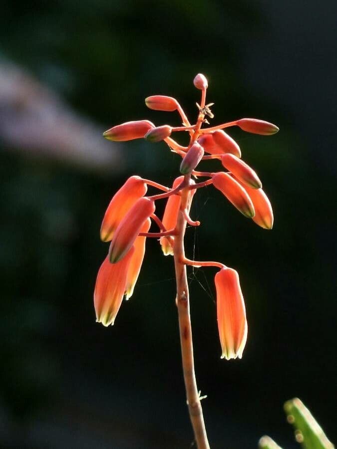 Zwerg-Igelaloe 5