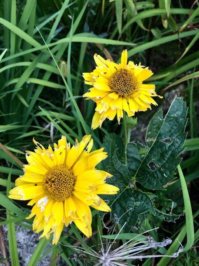 Sonnenwende 6
