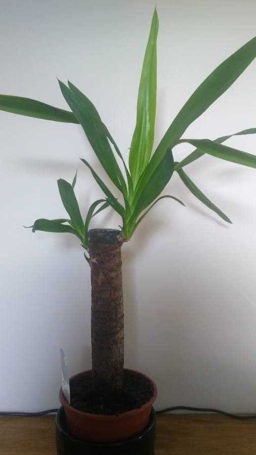 Yuca gigante 11
