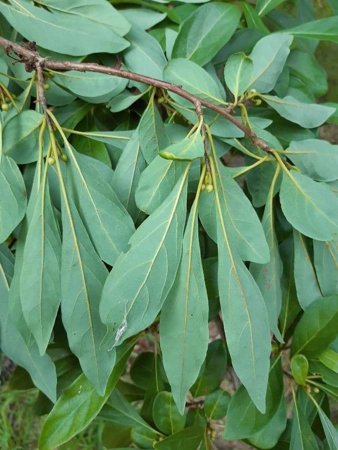 Lindera erythrocarpa 7