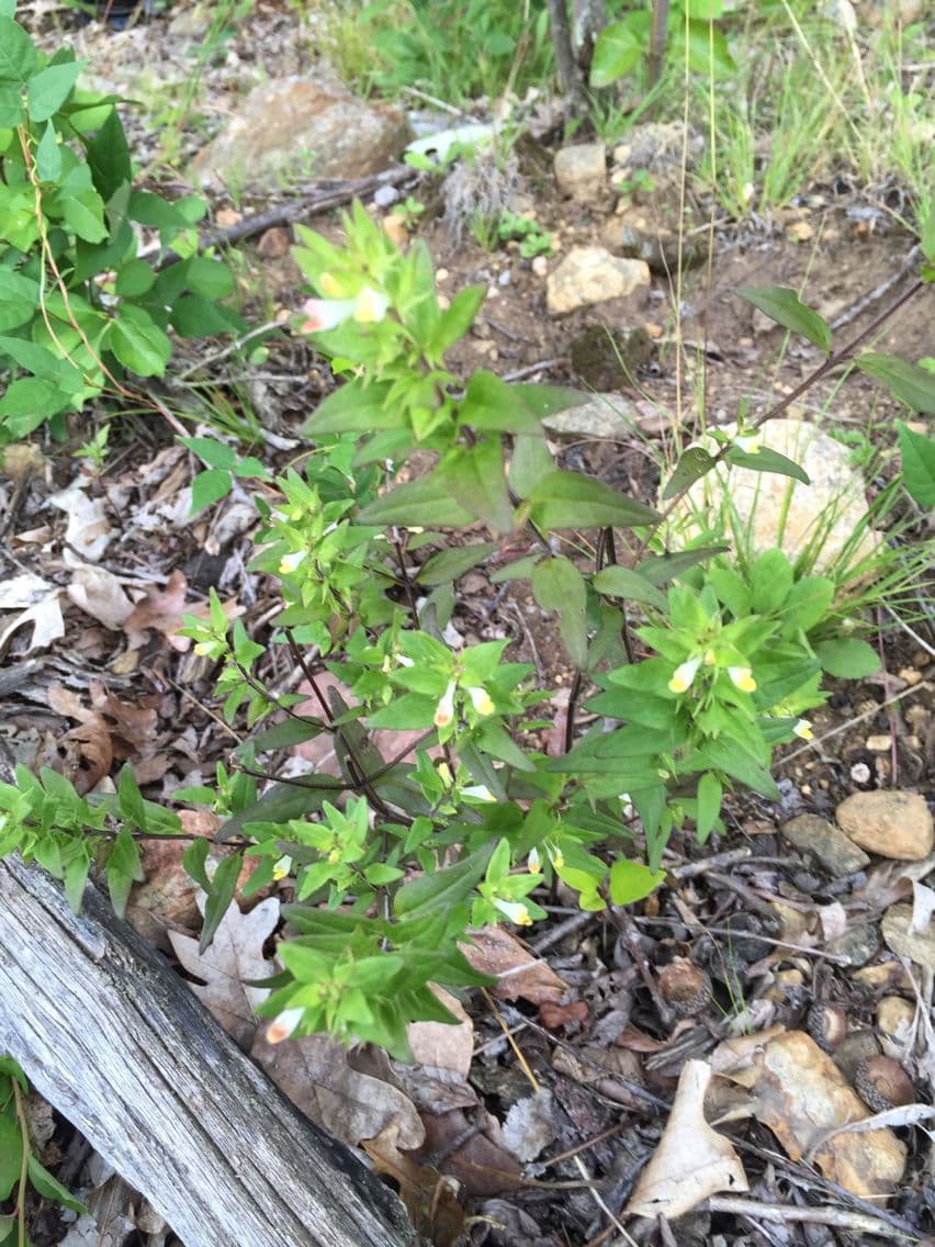 Melampyrum lineare 10