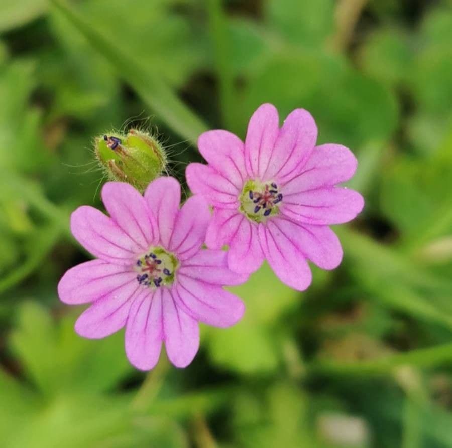 Géranium fluet 10