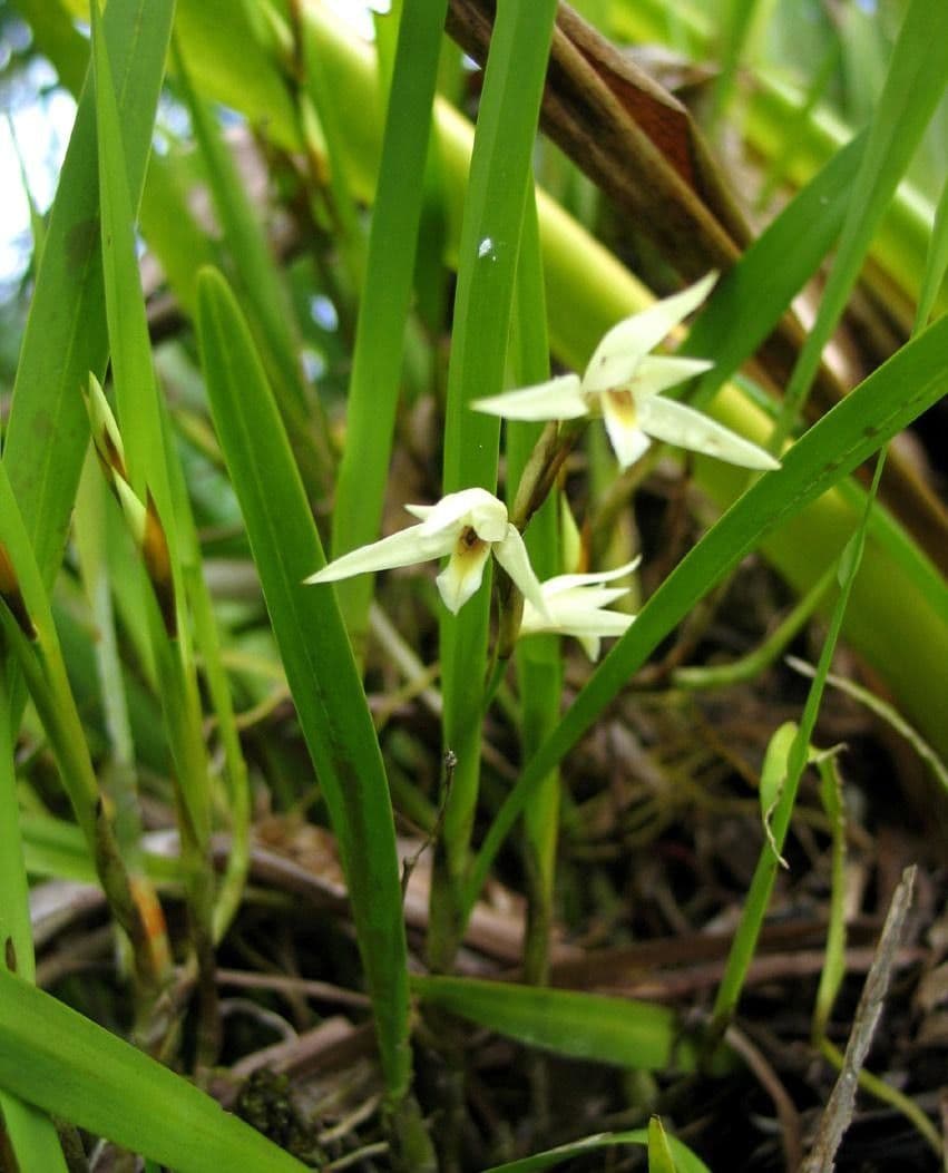 Nidema 8