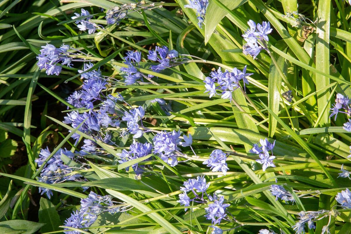 Scilla dalmatica