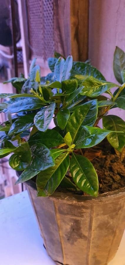 Gardenia tahitańska 13