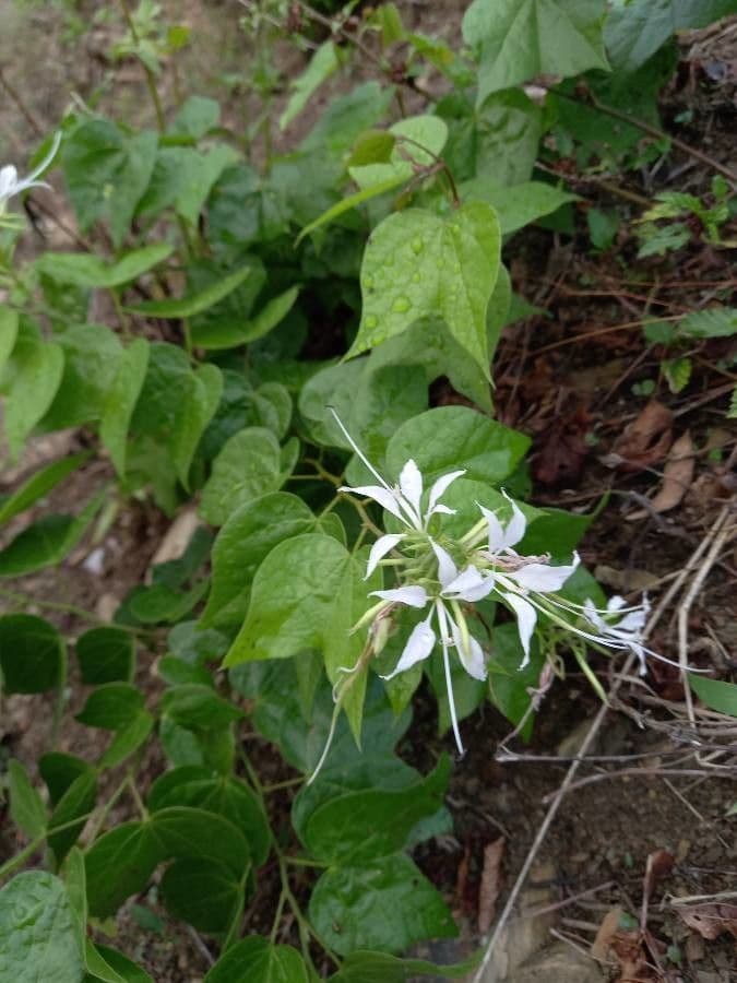 Bauhinia divaricata 7