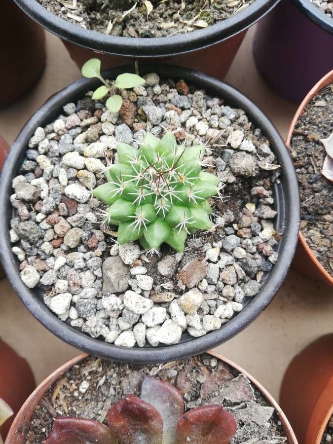 Mammillaria 9