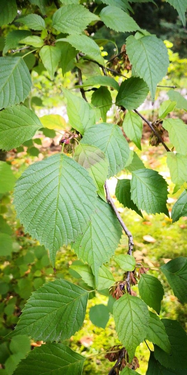 Euptelea polyandra 6
