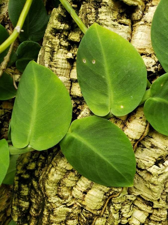 Dischidia 10