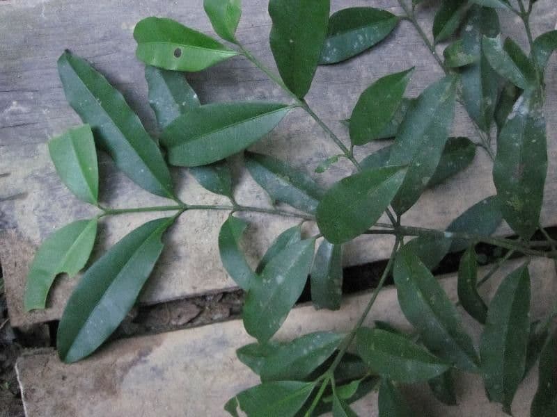Garcinia 10