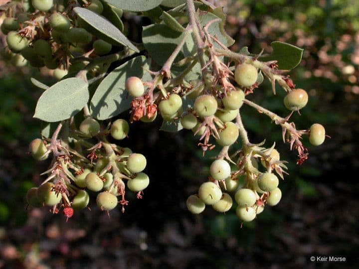 Arctostaphylos 7