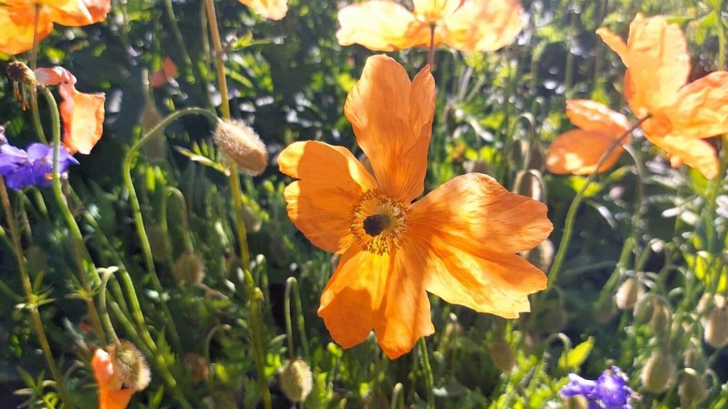 Atlantischer Mohn 5
