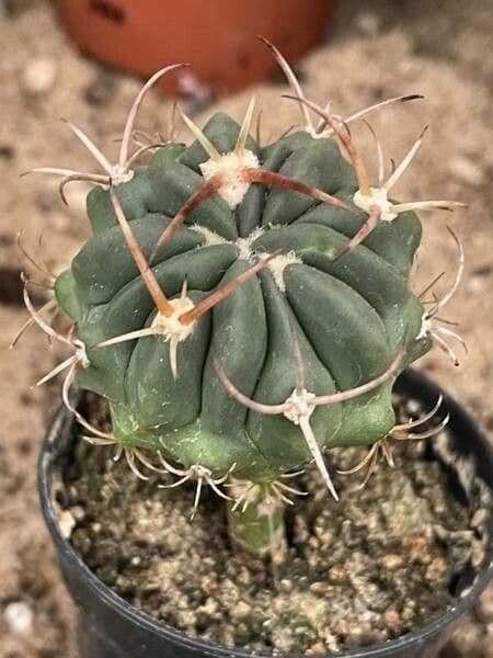 Stenocactus coptonogonus 5