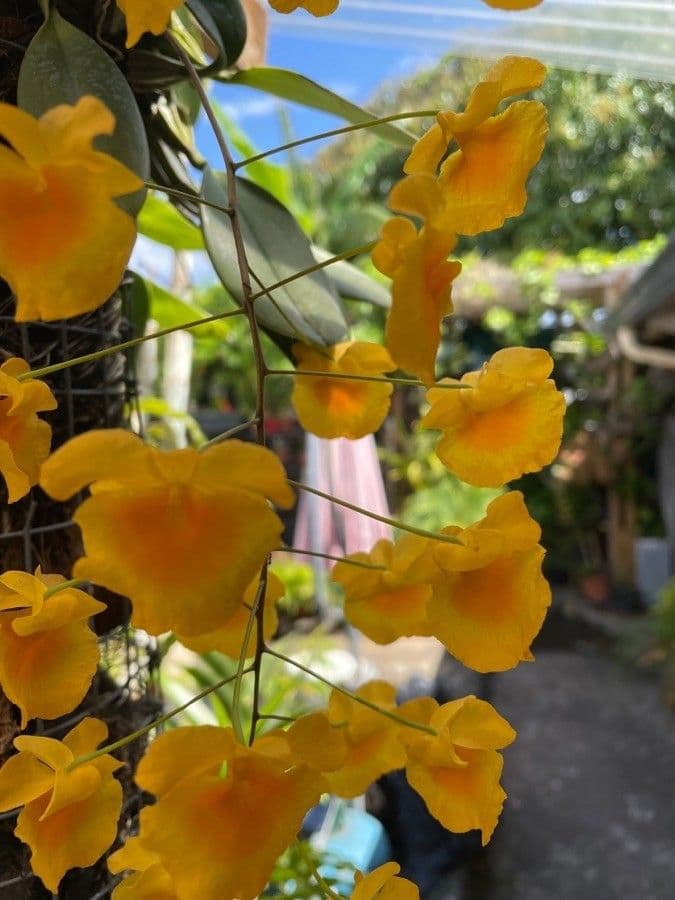 Dendrobium
