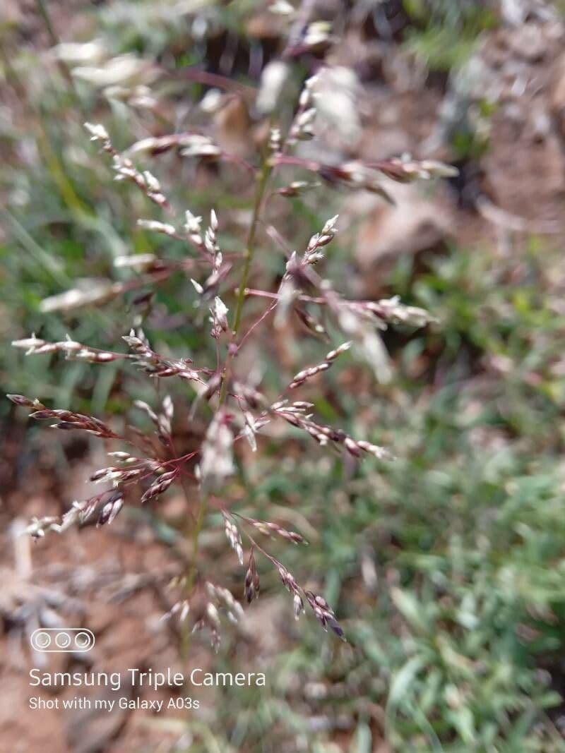 Sporobolus 6