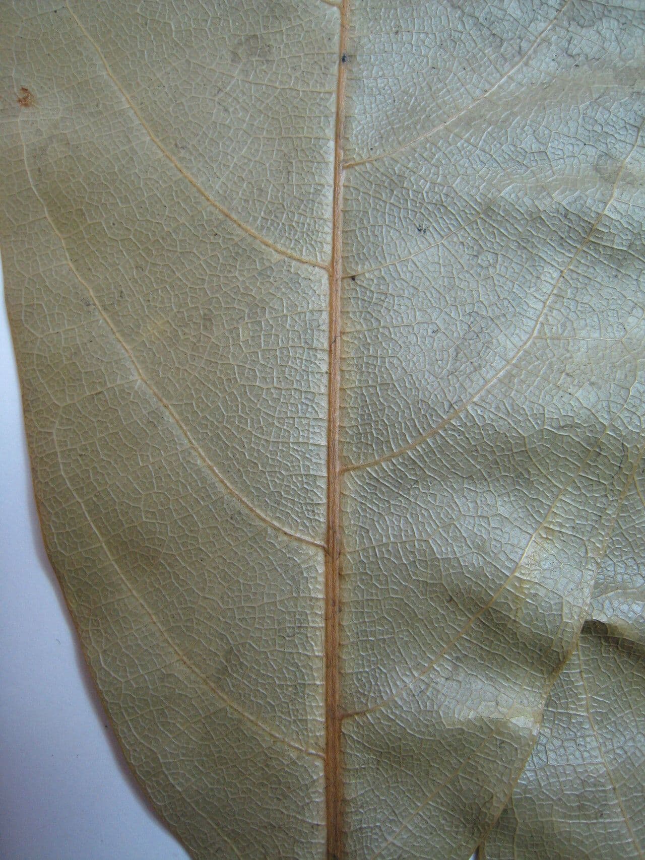 Ocotea 5