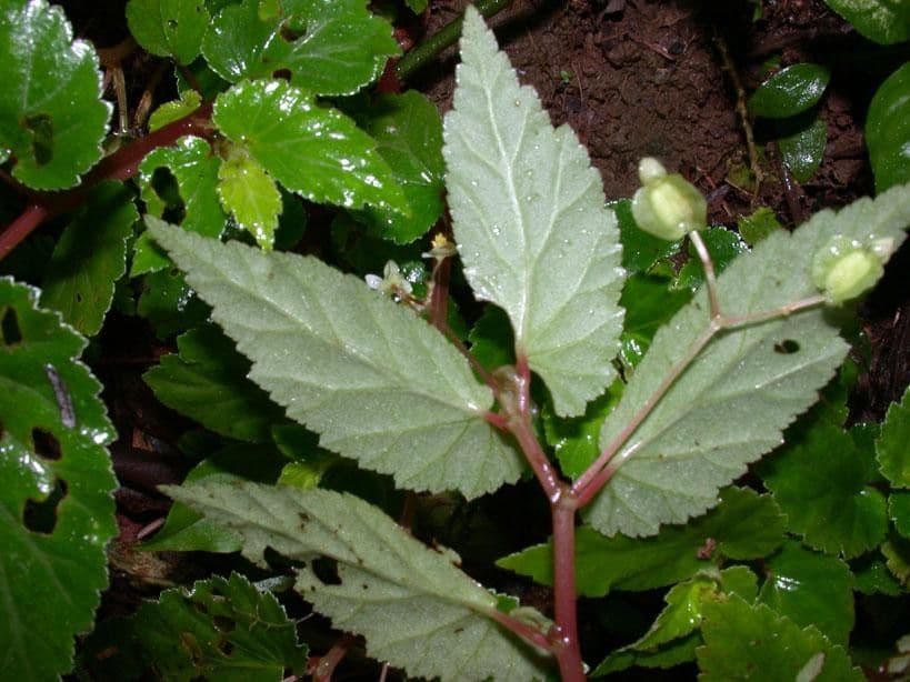 Begonia 5