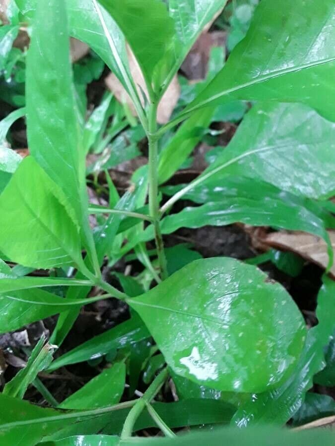 Ruellia tuberoso 22