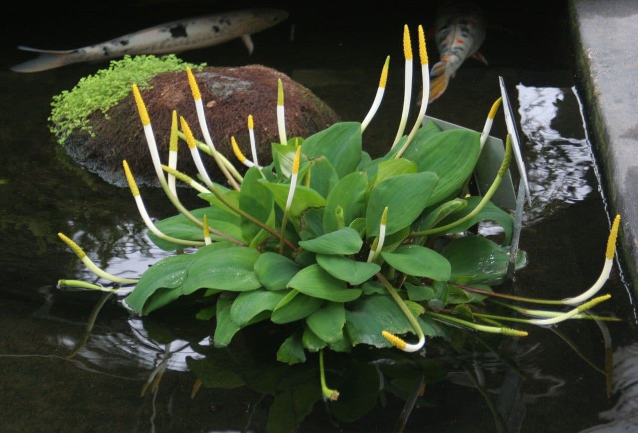 Orontium acquatico 11