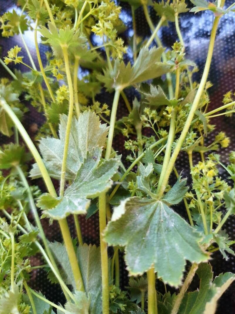 Alchemilla fissa 16