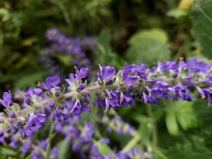 Ajuga