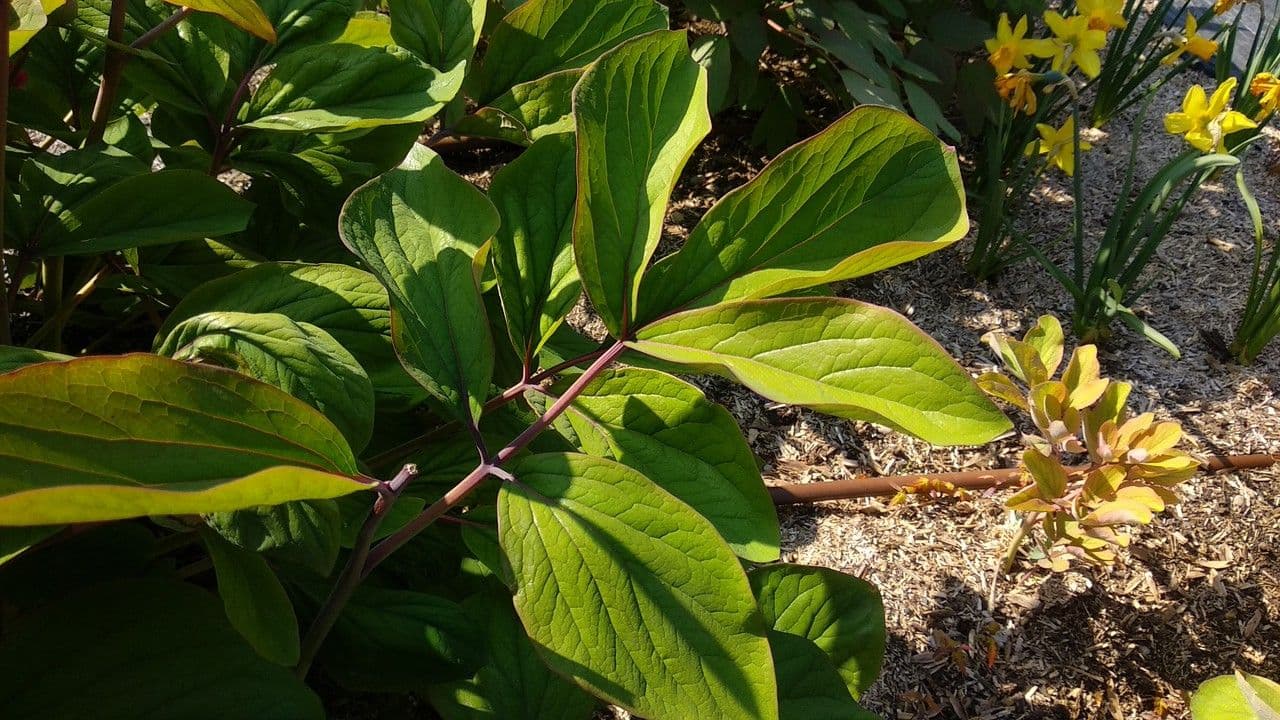 Peonia daurica 6