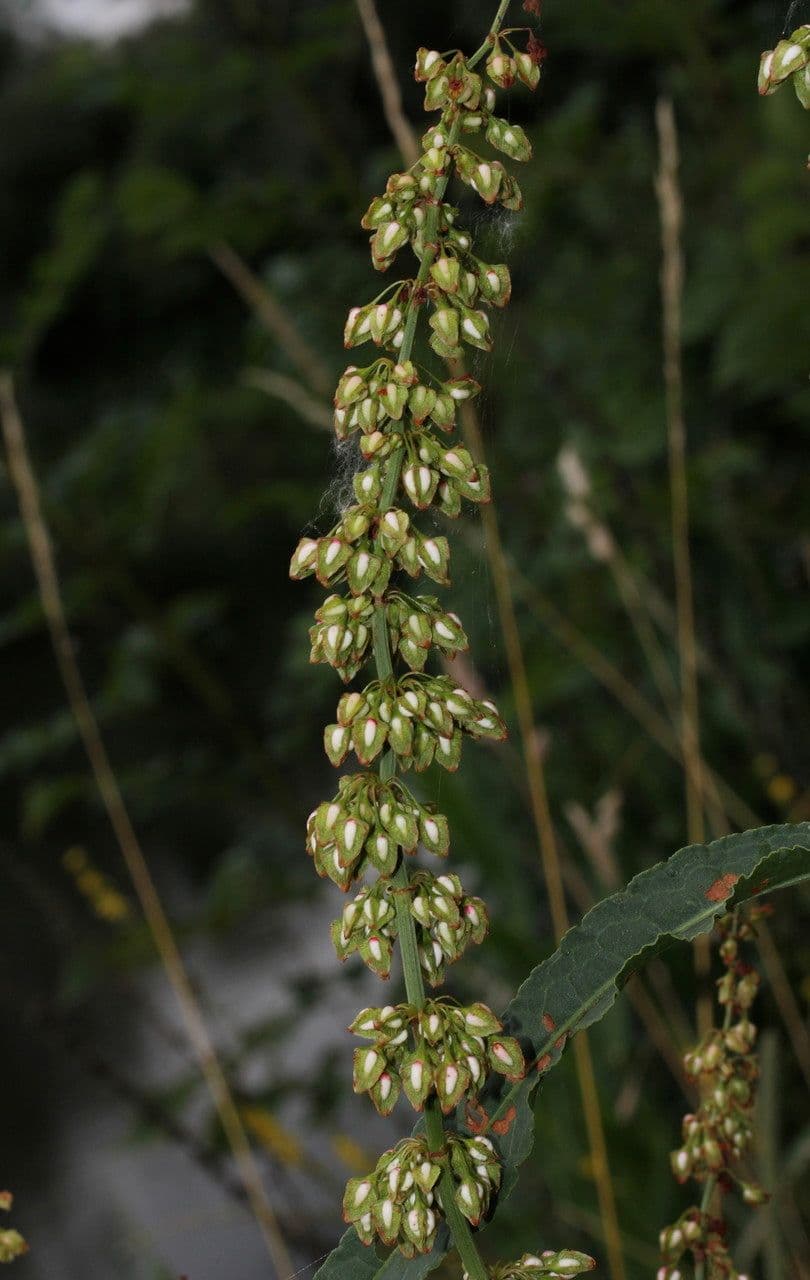Fluss-Ampfer 4