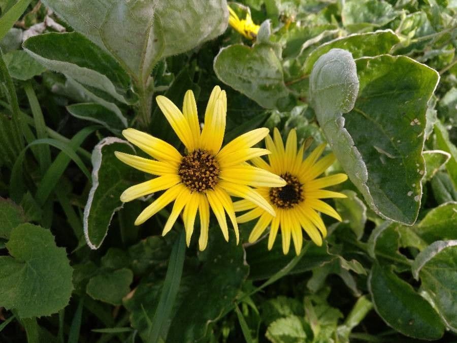 Kapringelblume 9