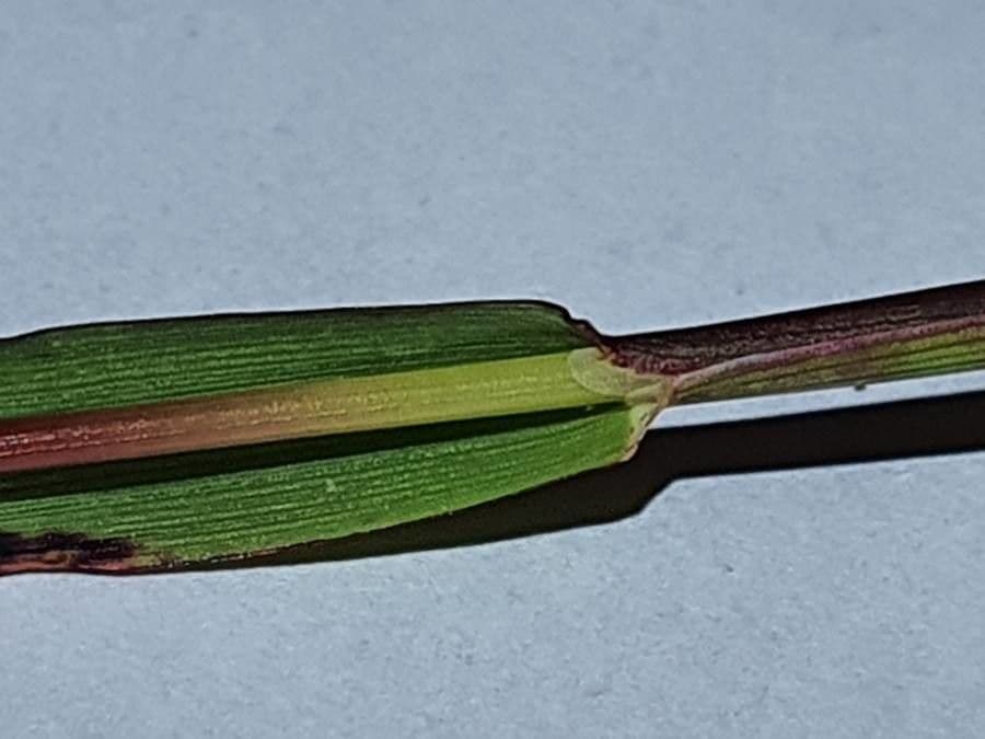 Codolina alpina 26