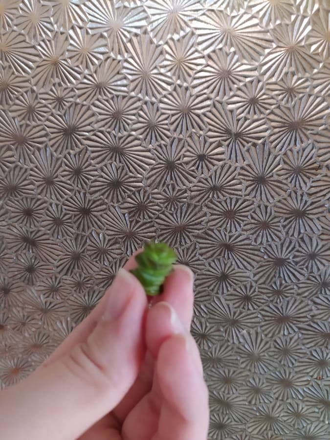 Crassula perforata 21