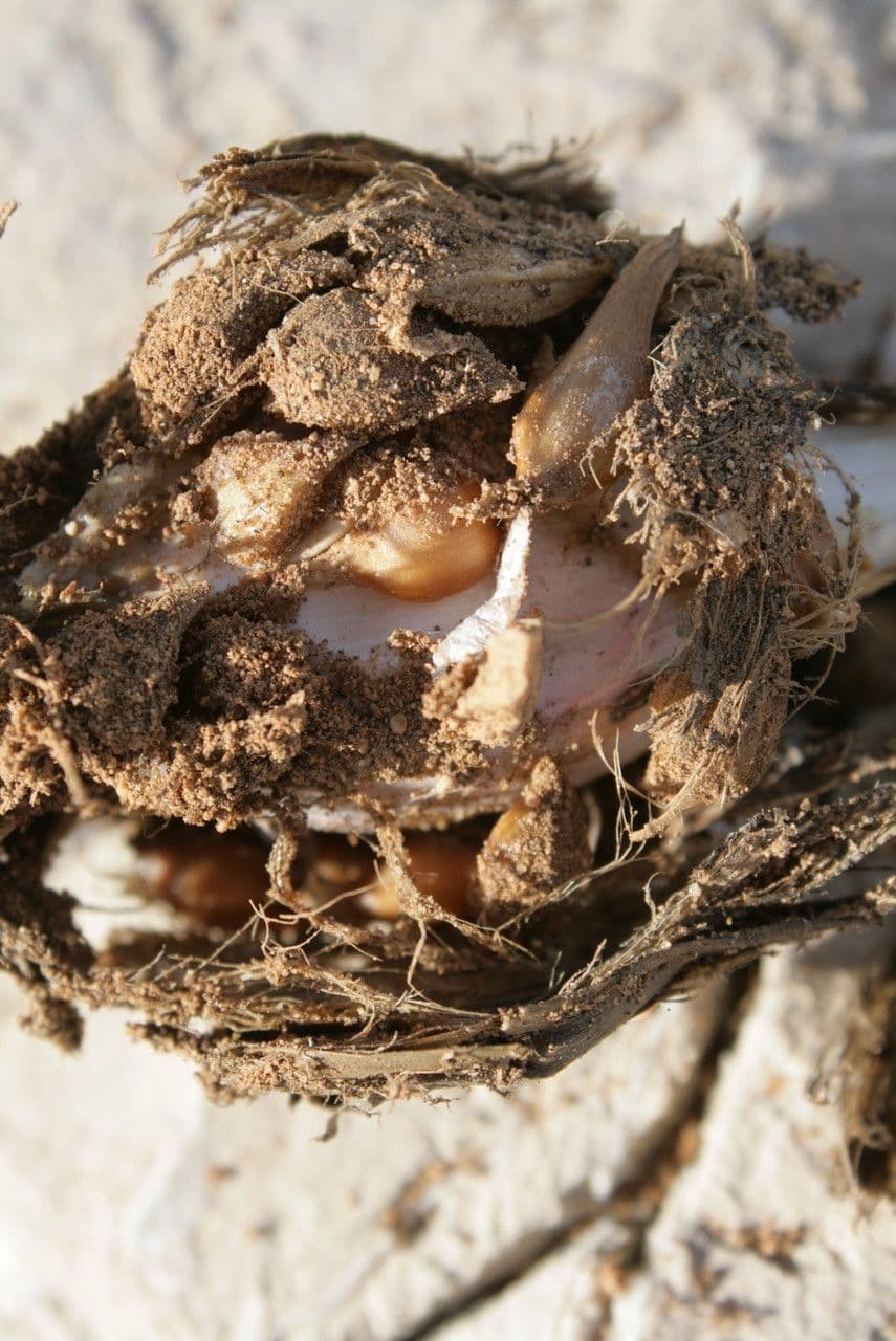 Aglio marino 14