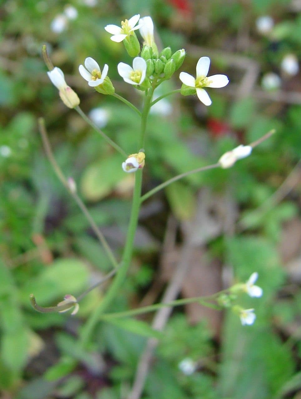 Arabetta comune 27