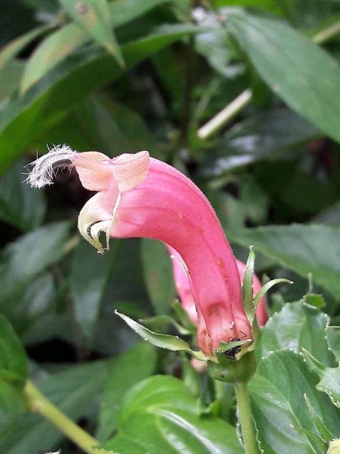 Centropogon" 2