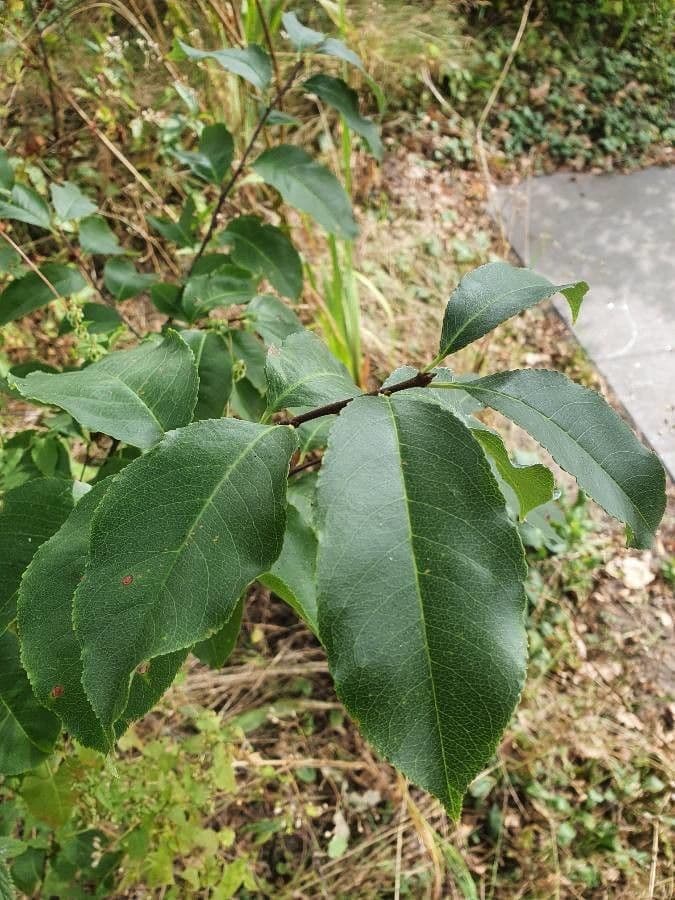 Ciliegio tardivo 16